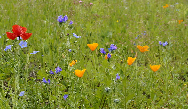 jaaniks keeled suhu!